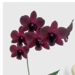 Dendrobium Airy Crimson